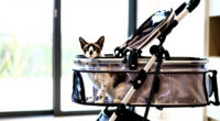 11 Best Luxury Pet Stroller for Cats and Dogs in 2026