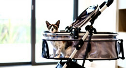 11 Best Luxury Pet Stroller for Cats and Dogs in 2026