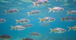 pisces and imaginative absorption