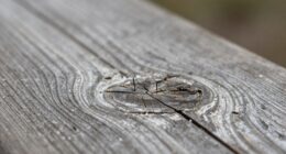 self awareness and pattern recognition