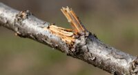traits emerge during stress