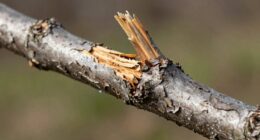 traits emerge during stress